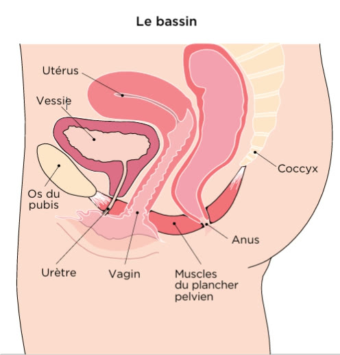 Schéma du bassin de la femme : vessie, urètre et muscles du plancher pelvien